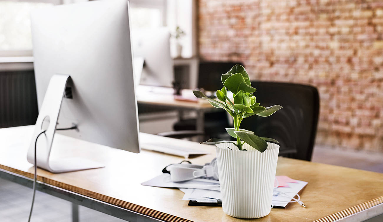 What Are the Major Benefits of Keeping Plants in the Office?